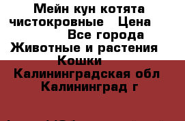 Мейн-кун котята чистокровные › Цена ­ 25 000 - Все города Животные и растения » Кошки   . Калининградская обл.,Калининград г.